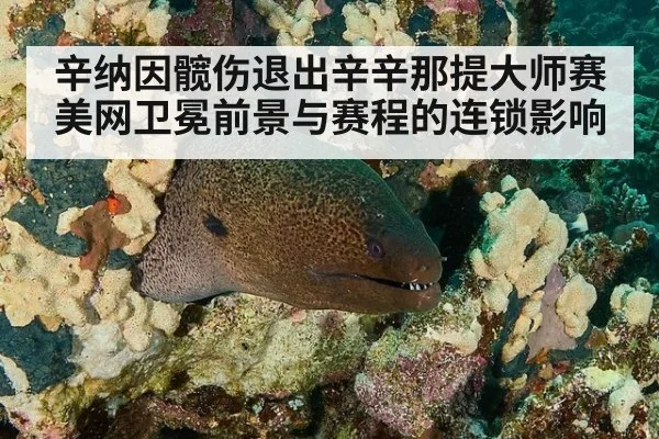 辛纳因髋伤退出辛辛那提大师赛 美网卫冕前景与赛程的连锁影响