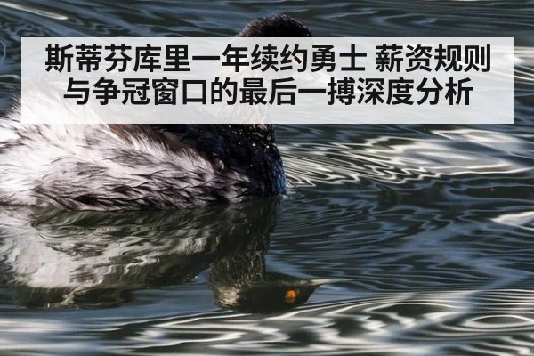 斯蒂芬库里一年续约勇士 薪资规则与争冠窗口的最后一搏深度分析